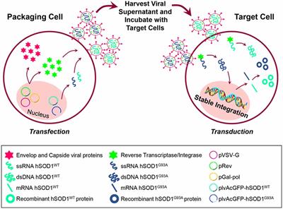 Phenotypic Effects of Wild-Type and Mutant SOD1 Expression in N9 Murine Microglia at Steady State, Inflammatory and Immunomodulatory Conditions